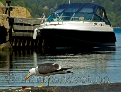 BB 05 0137 / Larus fuscus / Sildemåke